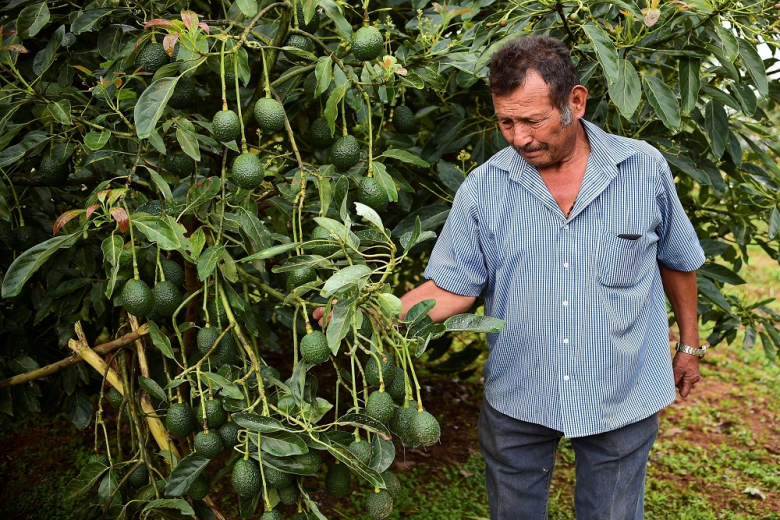 Венесуэла начала поставлять в Россию авокадо